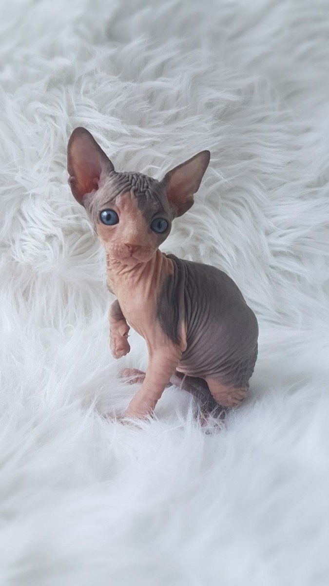 Sphynx Cats For Sale | South Vernal Avenue, UT #293677