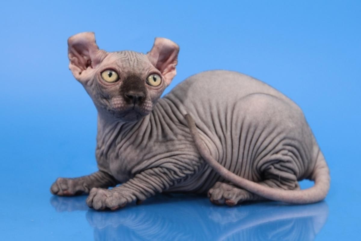 "Sphynx" Cats for sale in Multnomah County, or from top b...
