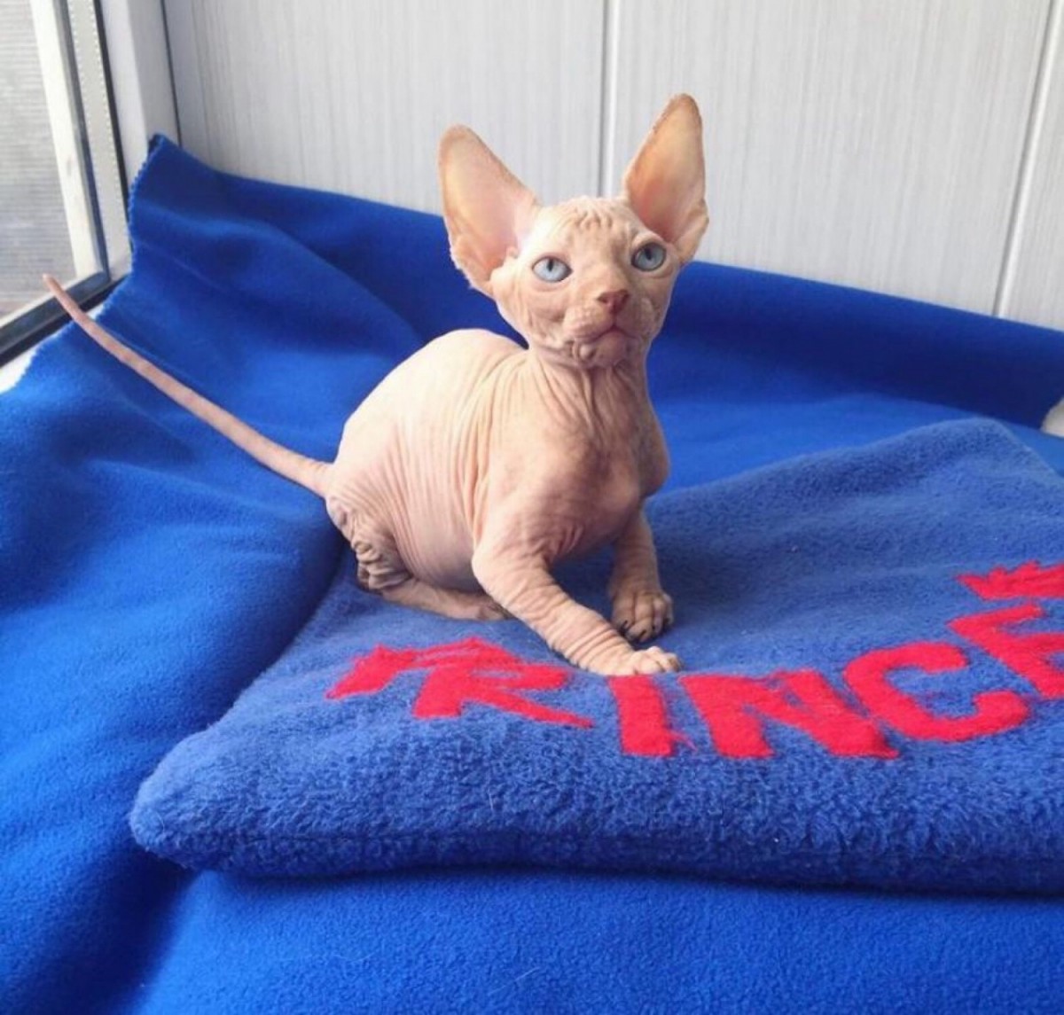 Sphynx Cats For Sale | Chicago, IL #291000 | Petzlover