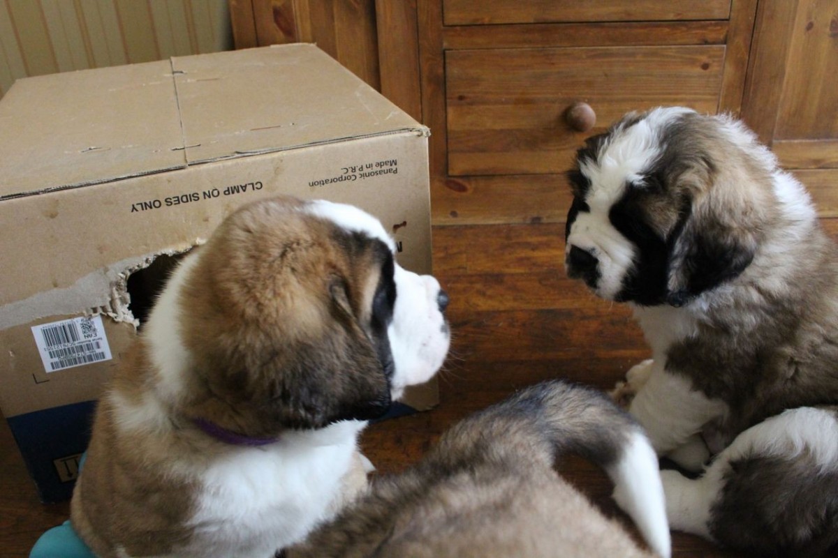 St. Bernard Puppies For Sale Port Charlotte, FL 252343