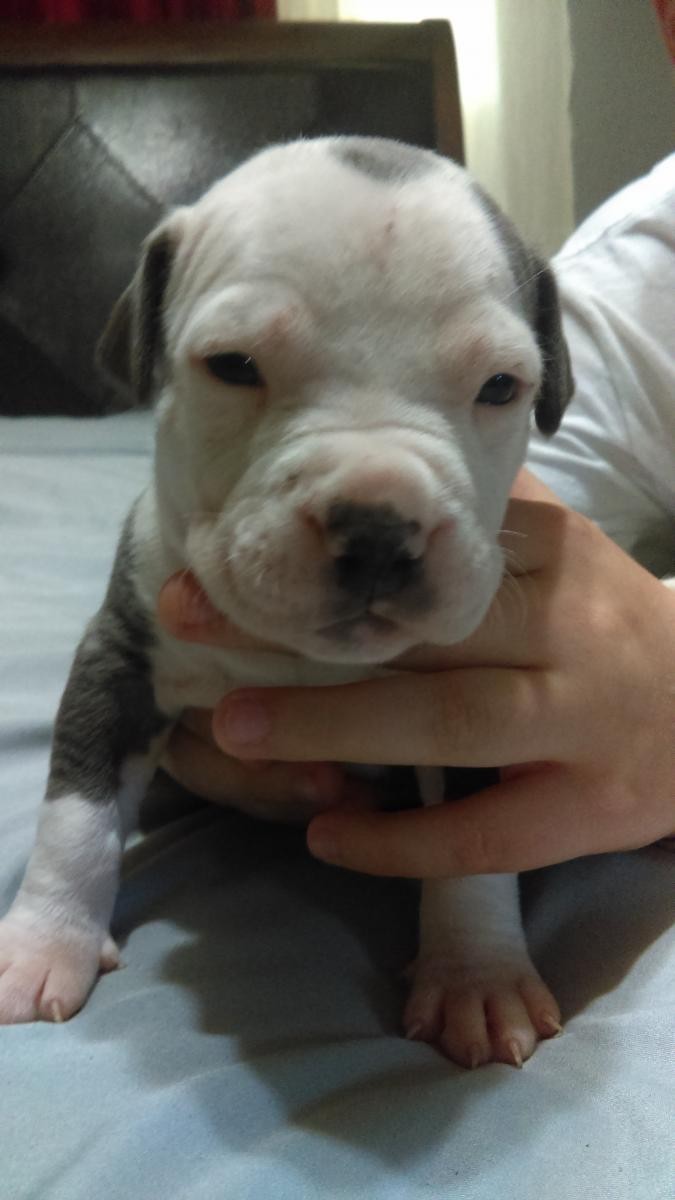 Staffordshire Bull Terrier Puppies For Sale Cape Coral