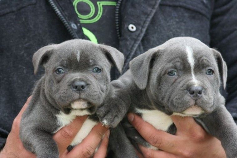 Staffordshire Bull Terrier Puppies For Sale San Diego