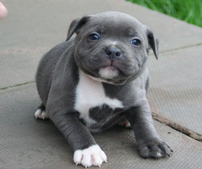 kc registered blue staffy pups for sale
