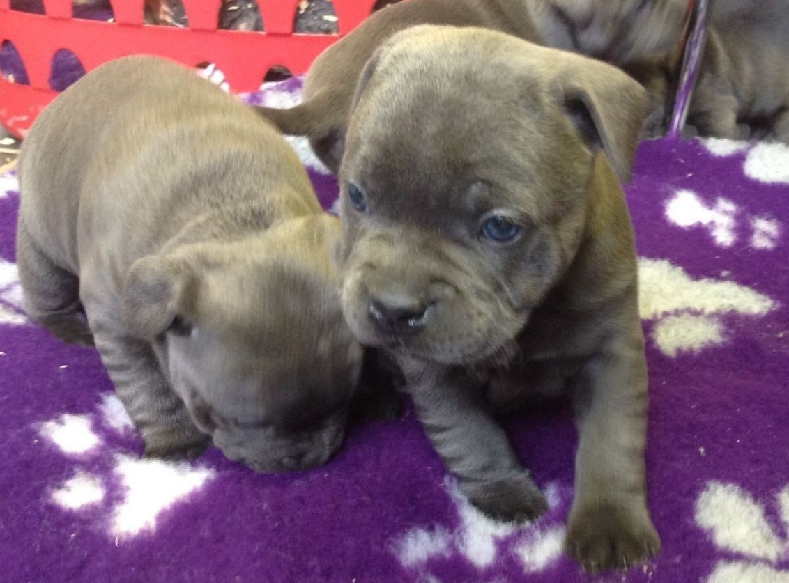 Staffordshire Bull Terrier Puppies For Sale New York, NY