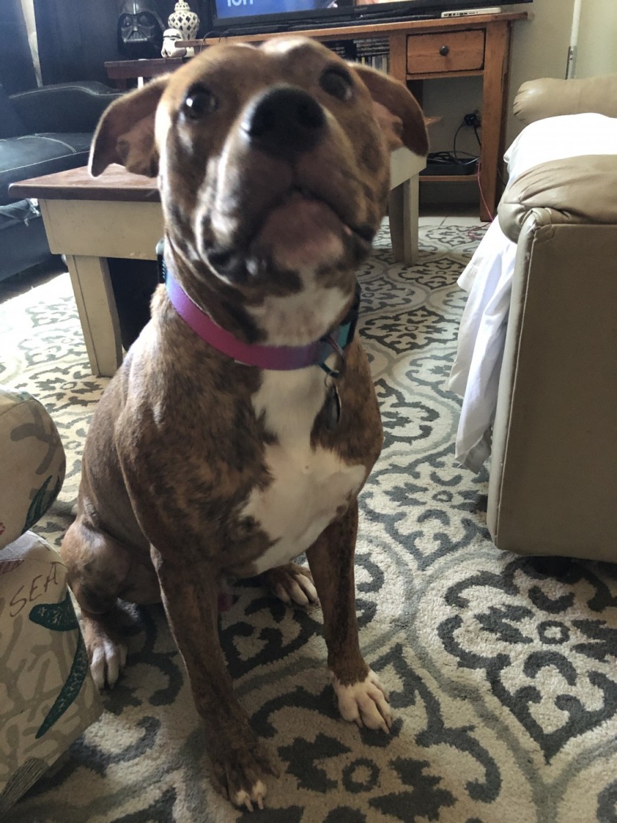 Staffordshire Bull Terrier For Sale in Florida (27)