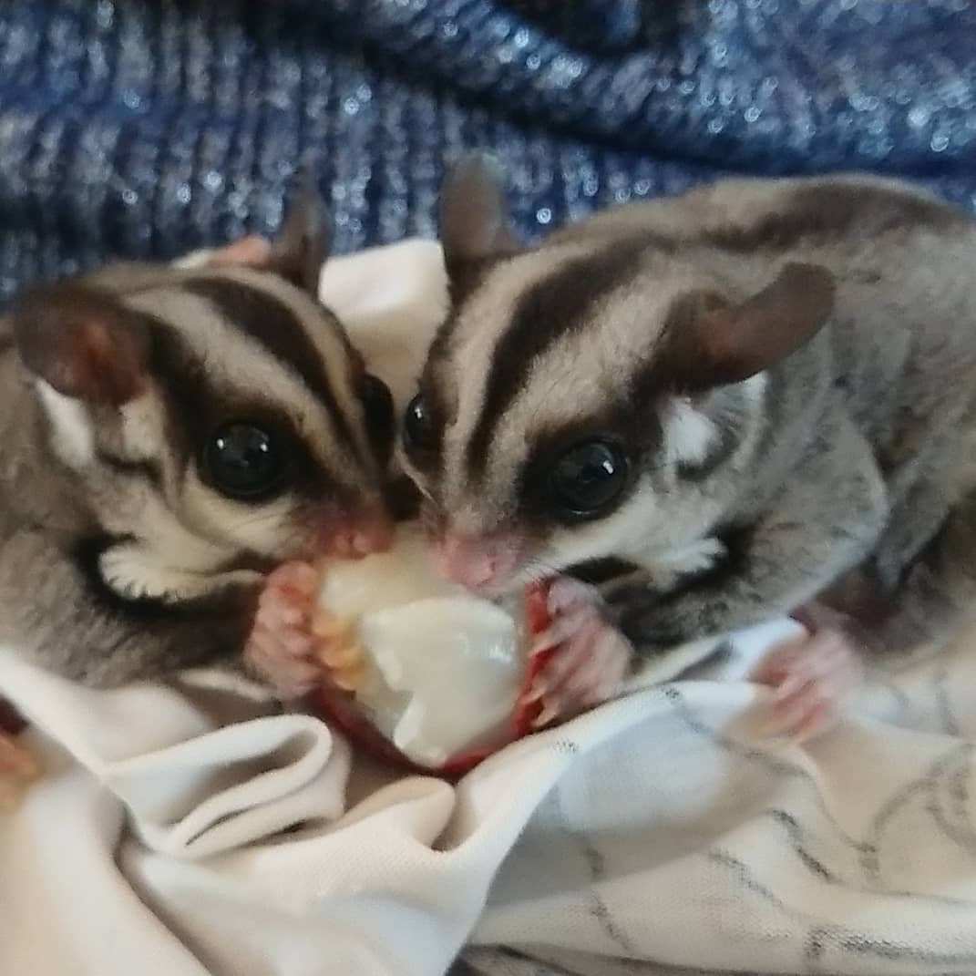 I have a pair of sugar gliders for Adoption california, los angeles. 