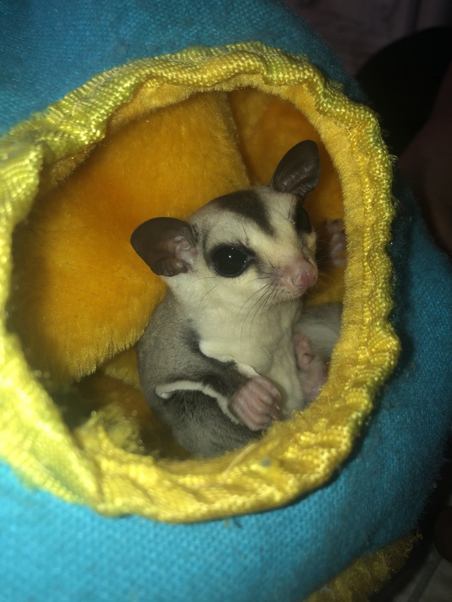 Sugar Glider For Sale Madison | Daily-bonnie-combs