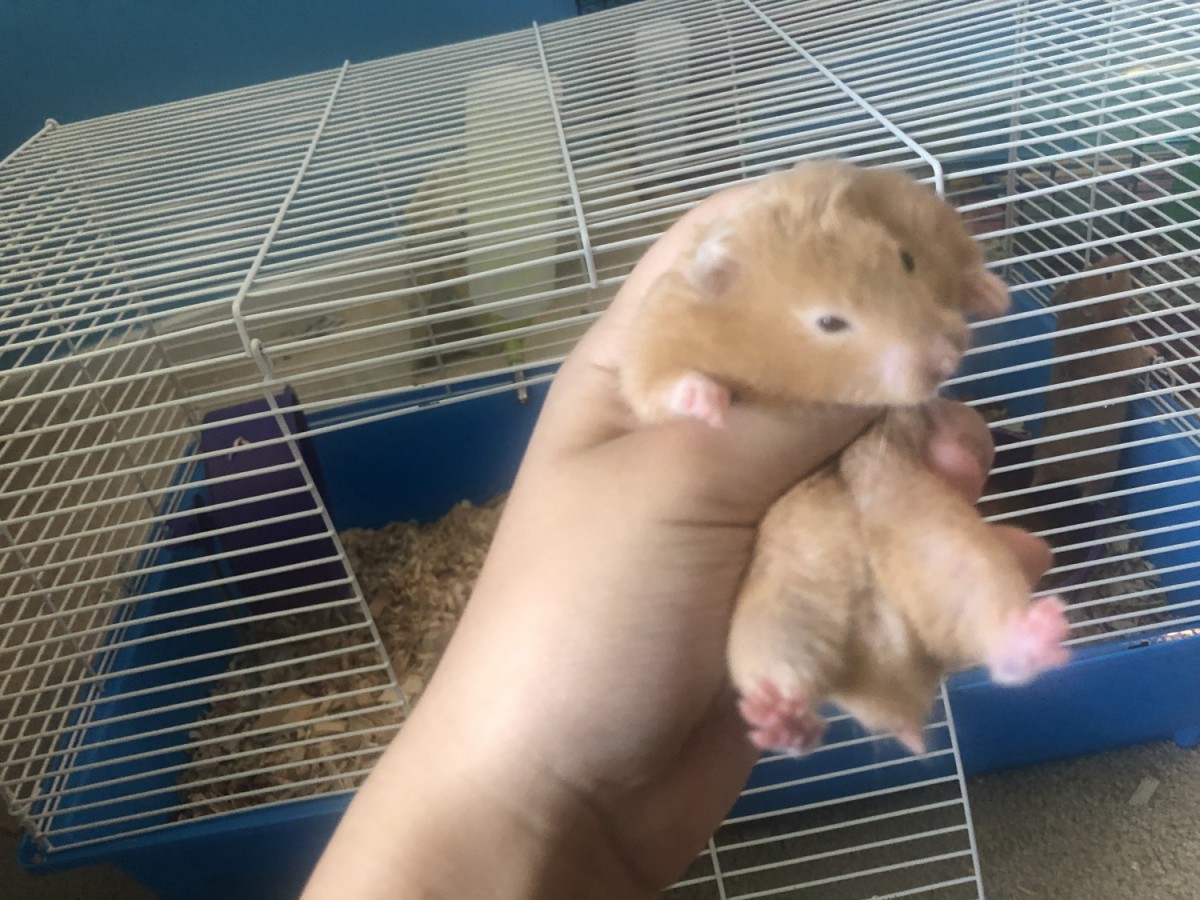 Syrian Hamster Rodents For Sale | Abingdon, MD #306797