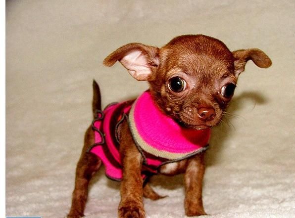 Tea Cup Chihuahua Puppies For Sale Colorado Springs, CO