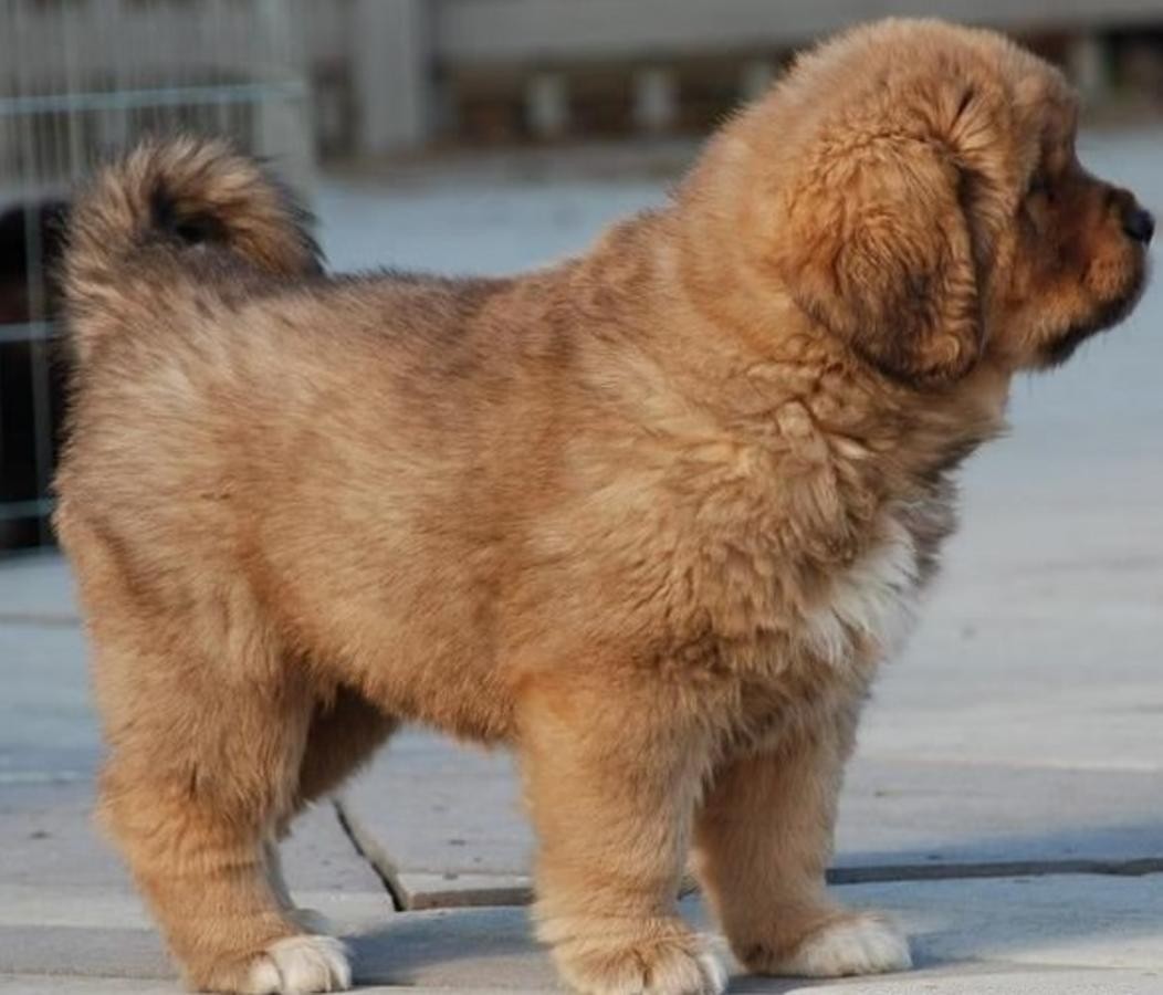Tibetan Mastiff For Sale in (7) Petzlover