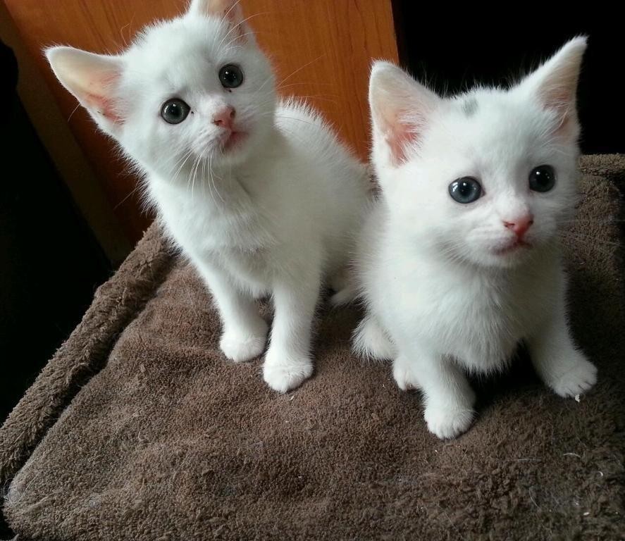 Turkish Angora Cats For Sale Newark, NJ 97614 Petzlover