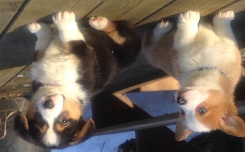 Cute Corgi Puppies For Sale In Michigan