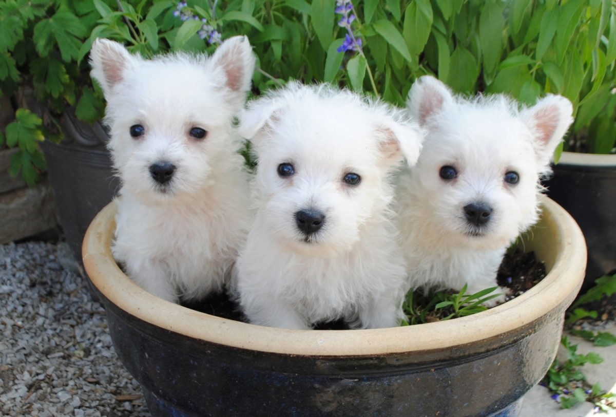 West Highland White Terrier Puppies For Sale | Kentucky ...