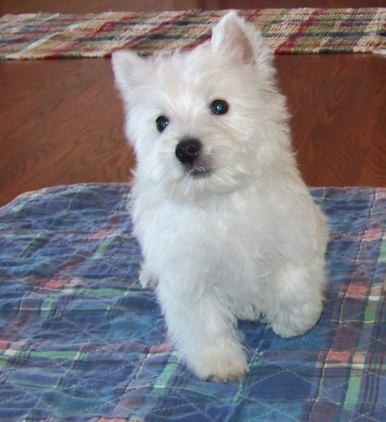 West Highland White Terrier Puppies For Sale Portland
