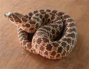 Western Hognose Snake Reptiles For Sale | Glasgow ...