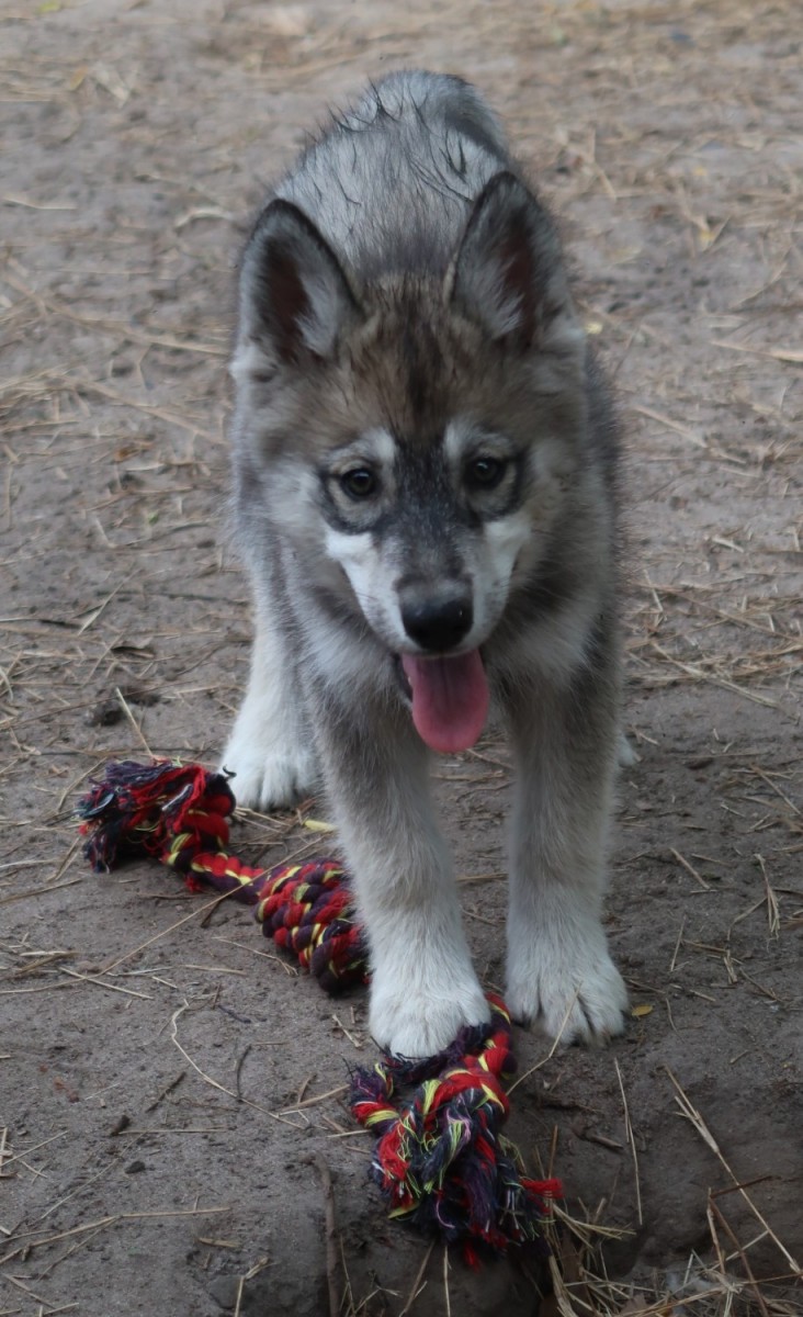 Wolfdog Puppies For Sale | Jasper, FL #274562 | Petzlover