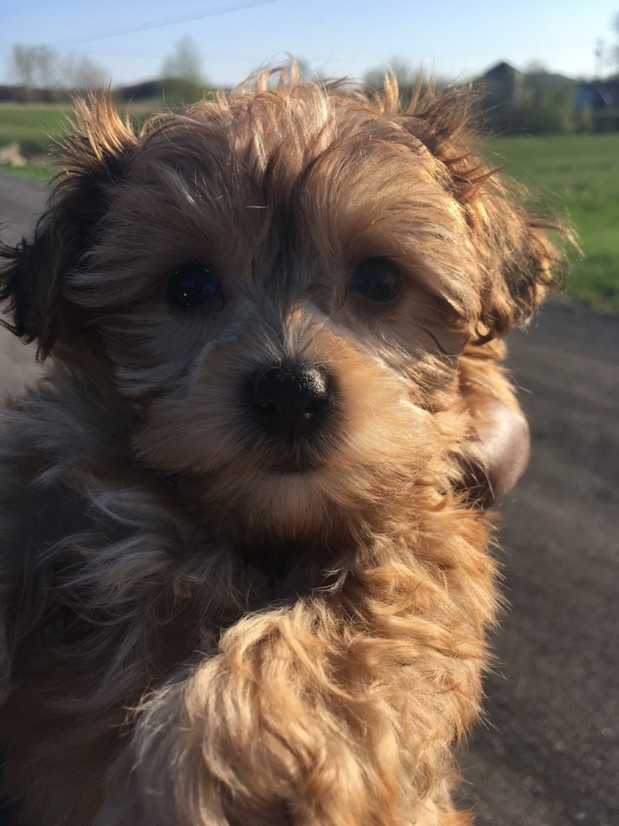 YorkiePoo Puppies For Sale Rochester, NY 275968