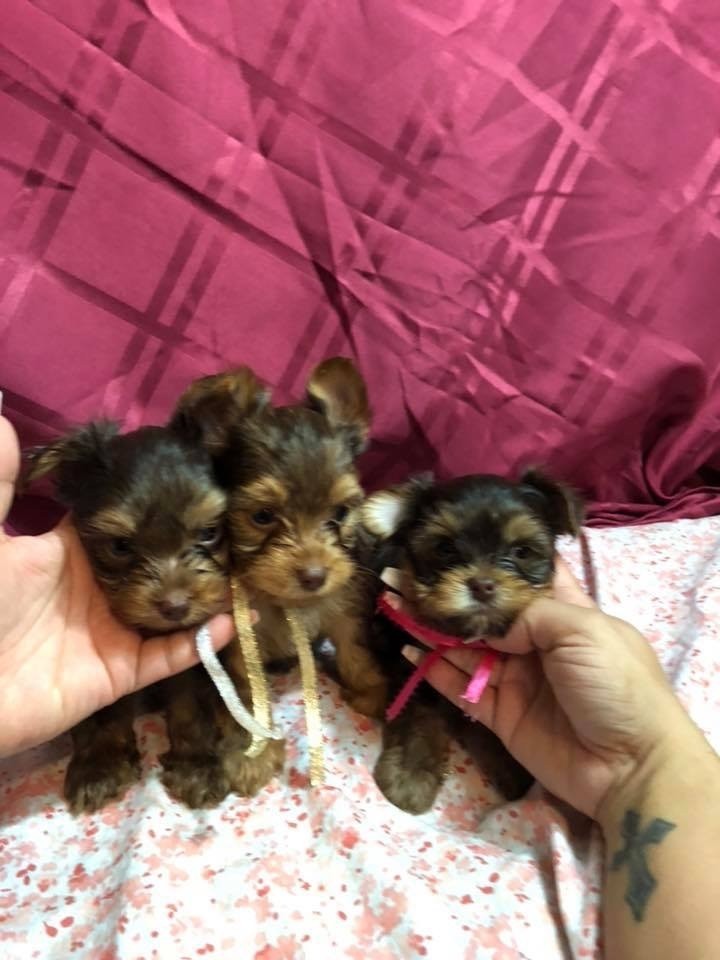 YorkiePoo Puppies For Sale | Greenville, SC #285331