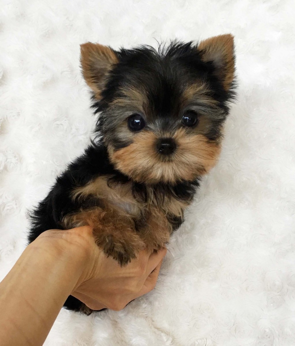 Yorkshire Terrier Puppies For Sale San Jose, CA 298091