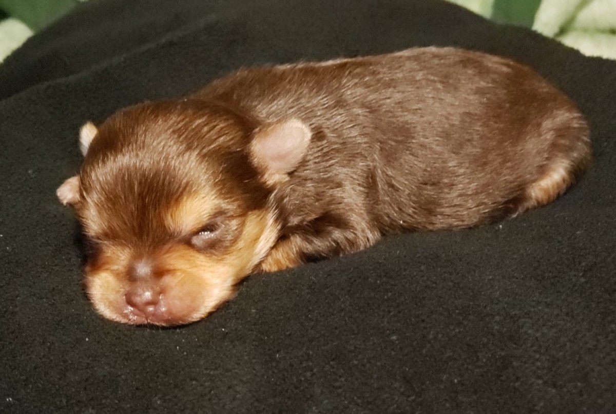Yorkshire Terrier Puppies For Sale Houston, TX 315827