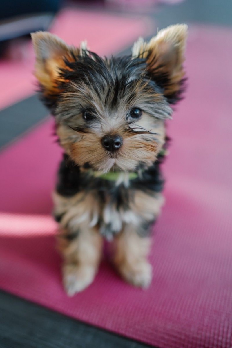 Yorkshire Terrier Puppies For Sale Seattle, WA 329599