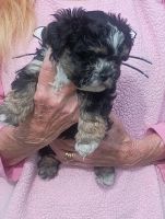 Abruzzenhund Puppies for sale in Orange, TX, USA. price: $900