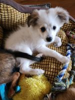 Abruzzenhund Puppies for sale in Roseville, California. price: $2,000