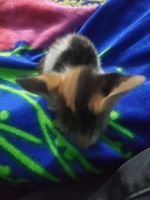 Abyssinian Cats for sale in Rohtak, Haryana, India. price: 1000 INR
