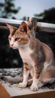 Abyssinian Cats for sale in Gopalnagar, West Bengal 743262, India. price: 8000 INR