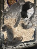 Abyssinian Cats for sale in Calaveras County, CA, USA. price: NA