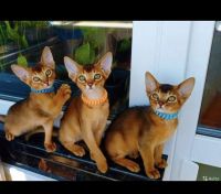 Abyssinian Cats for sale in Hallandale Beach, FL 33009, USA. price: NA