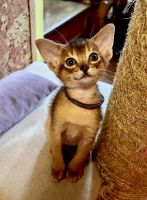 Abyssinian Cats for sale in Greer, SC, USA. price: NA