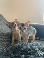 Abyssinian Cats for sale in Venice, FL, USA. price: NA
