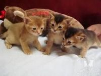 Abyssinian Cats for sale in Texas City, TX, USA. price: NA