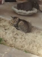 Abyssinian Cats for sale in 2233 SW 26th St, Oklahoma City, OK 73108, USA. price: NA