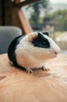 Abyssinian Guinea Pig Rodents for sale in Ranchi Road, Ramgarh Cantonment, Jharkhand 829117, India. price: 150 INR