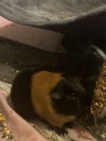 Abyssinian Guinea Pig Rodents for sale in Lithia, FL, USA. price: NA