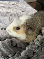 Abyssinian Guinea Pig Rodents for sale in Redlands, CA, USA. price: NA