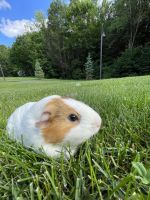 Abyssinian Guinea Pig Rodents for sale in Greenfield, MA 01302, USA. price: NA