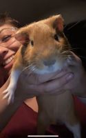 Abyssinian Guinea Pig Rodents for sale in La Mirada, CA, USA. price: NA