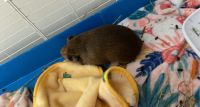 Abyssinian Guinea Pig Rodents for sale in Milford, DE 19963, USA. price: NA