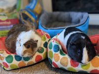 Abyssinian Guinea Pig Rodents for sale in Marysville, WA 98271, USA. price: NA