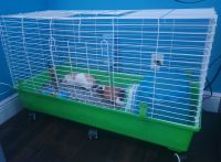 Abyssinian Guinea Pig Rodents for sale in Sunrise, FL, USA. price: NA