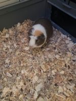 Abyssinian Guinea Pig Rodents for sale in Murray, UT, USA. price: NA