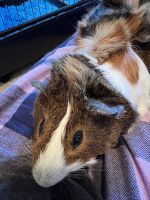 Abyssinian Guinea Pig Rodents for sale in Lancaster, PA, USA. price: NA