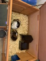 Abyssinian Guinea Pig Rodents for sale in Colorado Springs, CO, USA. price: NA