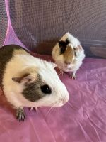 Abyssinian Guinea Pig Rodents for sale in Hamden, CT, USA. price: NA