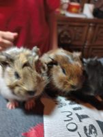 Abyssinian Guinea Pig Rodents for sale in Eufaula, OK 74432, USA. price: NA