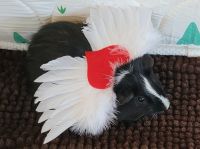 Abyssinian Guinea Pig Rodents for sale in Upper Chichester, PA 19014, USA. price: NA