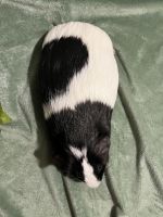 Abyssinian Guinea Pig Rodents for sale in Birmingham, AL, USA. price: NA